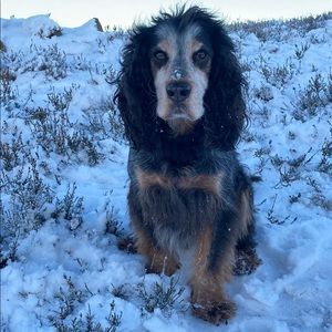 Meet your Posher, Niall